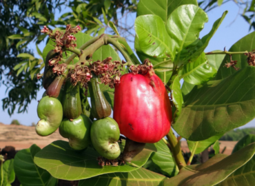 Sindhudurg GI-tagged cashew nuts