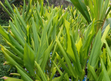 Maharashtra golden turmeric fields