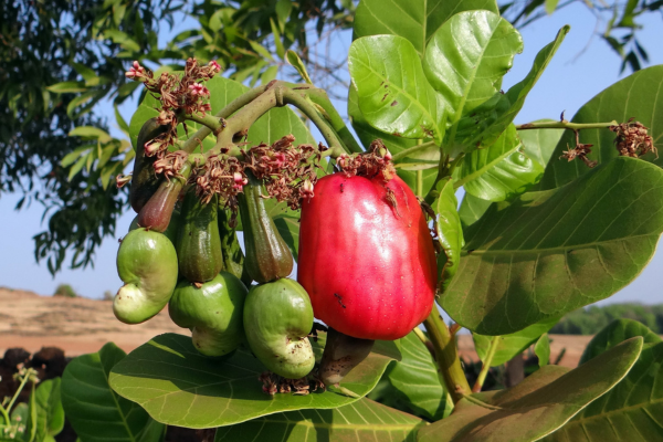 From Coastal Roots to Global Tables: The Story of Sindhudurg’s GI-Tagged Cashew Nuts