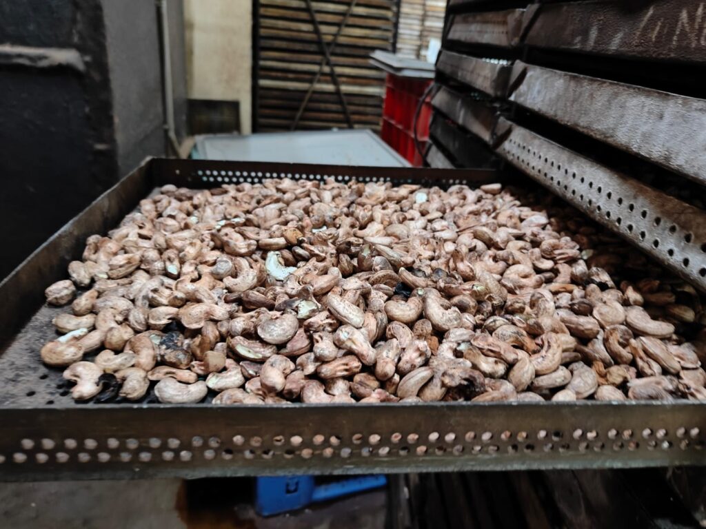 From Coastal Roots to Global Tables: The Story of Sindhudurg’s GI-Tagged Cashew Nuts